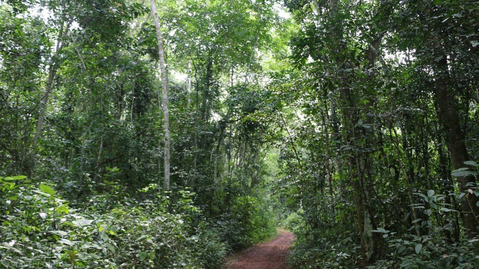 mabira-rainforest-jinja-tours